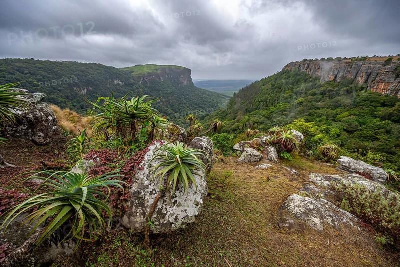 Krantz aloe (Aloe arborescens) growing on rocks, view from the plateau to the Graskop Gorge with dense forest, Panorama Chalets and Rest Camp, Graskop, Mpumalanga, South Africa, Africa