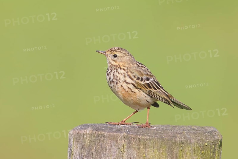 Meadow Pipit (Anthus pratensis) sitting on a pasture fence, Wildlife, Nature photography, Huede, Ochsenmoor, Lake Duemmer, Lower Saxony, Germany, Europe