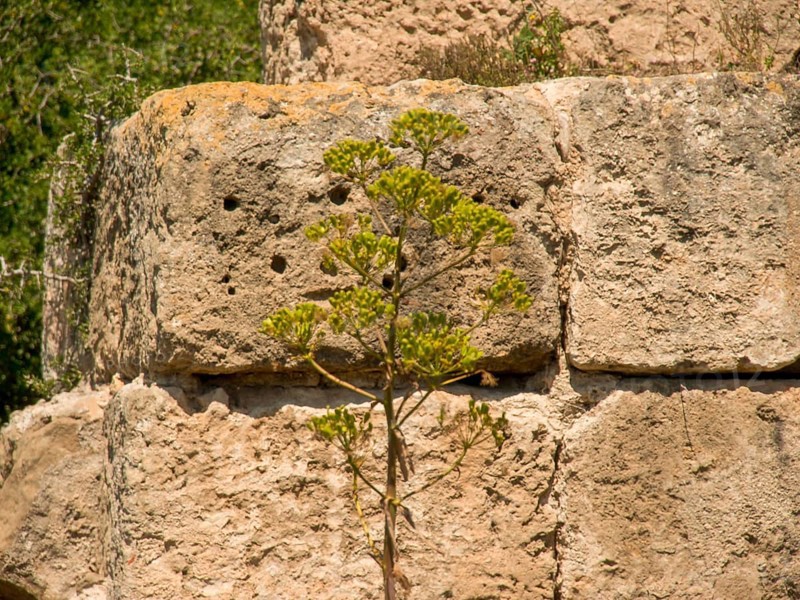 Close-up of a wall with large stones and a growing plant in the foreground, Tunis in Africa with ruins from Roman times, modern mosques and blue and white houses in sidi-bou-said, Tunis, Tunisia, Africa