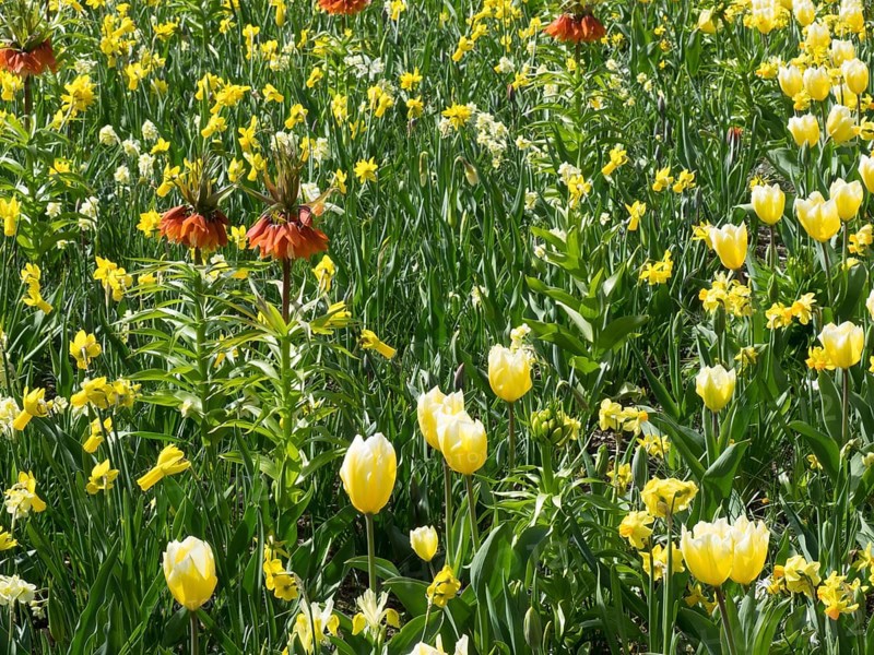 Yellow flowers and imperial crowns give the green spring meadow a lively appearance, many colourful, blooming tulips in springtime in the Netherlands, amsterdam, the netherlands