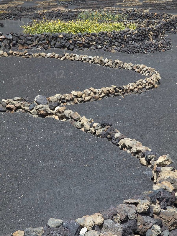 Curling stone walls on black sandy soil in a barren landscape, the Canary Island of Lanzarote with volcanic mountains, palm trees and wise houses, lanzarote, spain