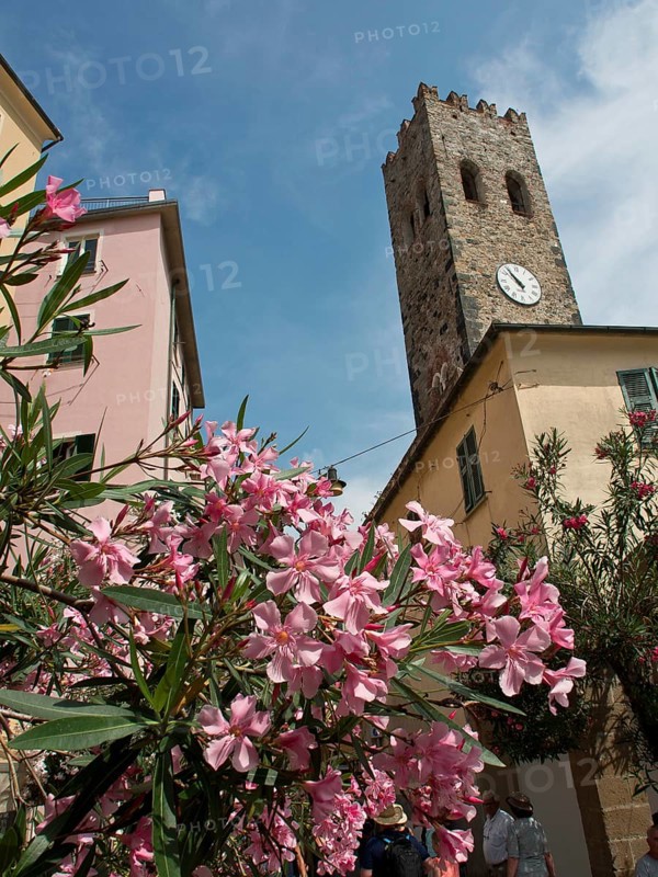 Urban scenery with a historic tower and pink flowering plants in the foreground under a blue sky, Bari, Italy, Europe