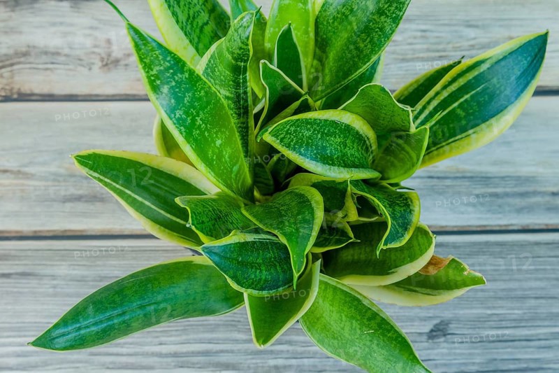 Top down view of Dracaena trifasciata, AKA snake plant or mother-in-law's tongue wooden on tabletop