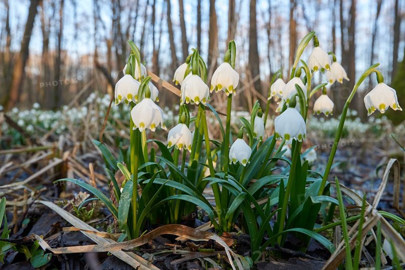 Close-up of spring snowflake (Leucojum vernum) blooming in spring, Bavaria, Germany, Europe