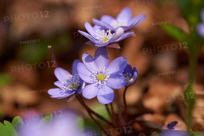 Common hepatica (Anemone hepatica) Blossoms in a forest, Bavaria, Germany, Europe