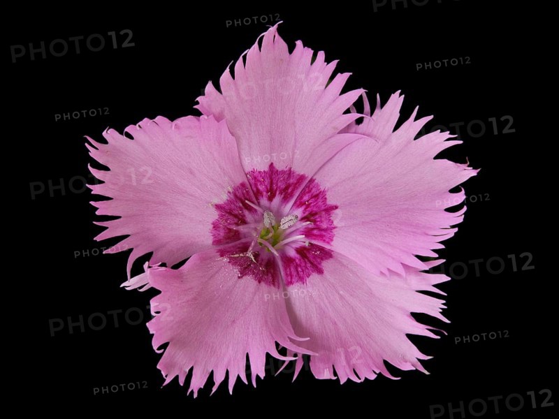 Flower of a fragrant garden carnation (Dianthus), Leimbach, Thurgau, Switzerland, Europe