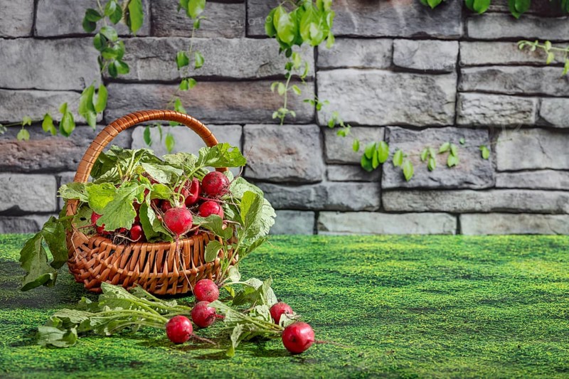 A basket of freshly harvested radishes, arranged on a grassy area in front of a stone wall