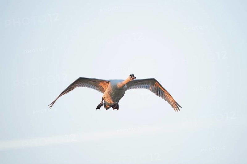 Close-up of a flying mute swan (Cygnus olor) in spring