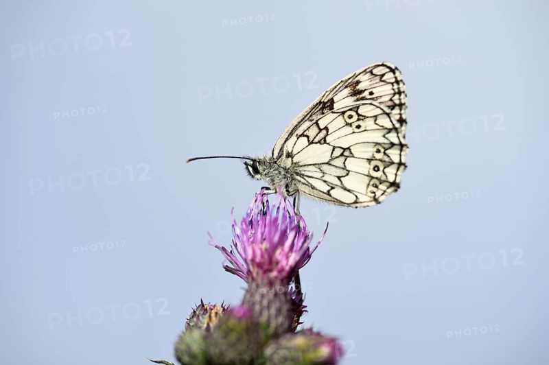 Close-up of a Marbled White (Melanargia galathea) on a Creeping Thistle (Cirsium arvense) in early summer