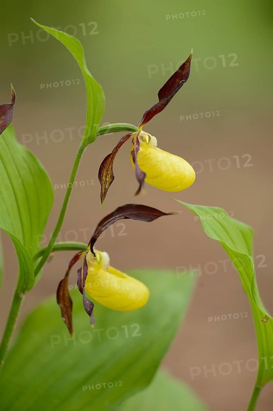 Close-up of lady's-slipper orchid (Cypripedium calceolus) blossoms in a forest in spring, Upper Palatinate