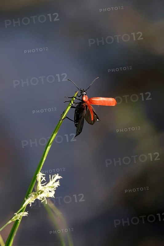 Black-headed Cardinal beetle (Pyrochroa coccinea), May, Saxony, Germany, Europe