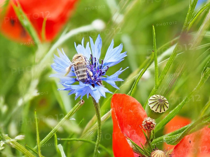 Cornflower (Centaurea cyanus), near Heimschuh, Styria, Austria, Europe