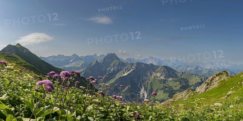 Mountain panorama with Alpendostyles (Adenostyles) from Laufbacher-Eckweg to Hoefats, 2259m, Allgaeu Alps, Allgaeu, Bavaria, Germany, Europe