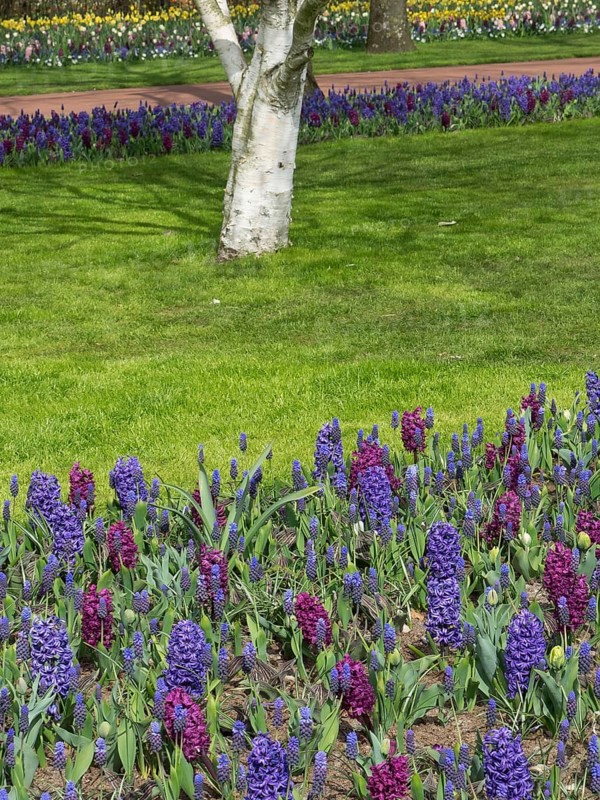 Flower bed with purple and red flower-bed in the foreground and a tree with white bark in the background, many colourful, blooming tulips in springtime in the Netherlands, amsterdam, netherlands