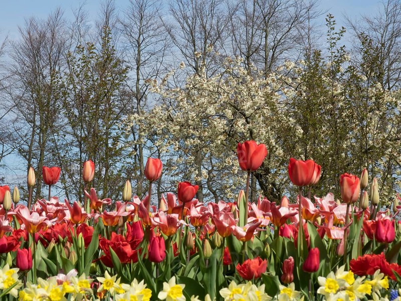 A flower bed with red tulips and yellow daffodils against a backdrop of blossoming trees and blue sky, lots of colourful, blooming tulips in springtime in the Netherlands, amsterdam, netherlands