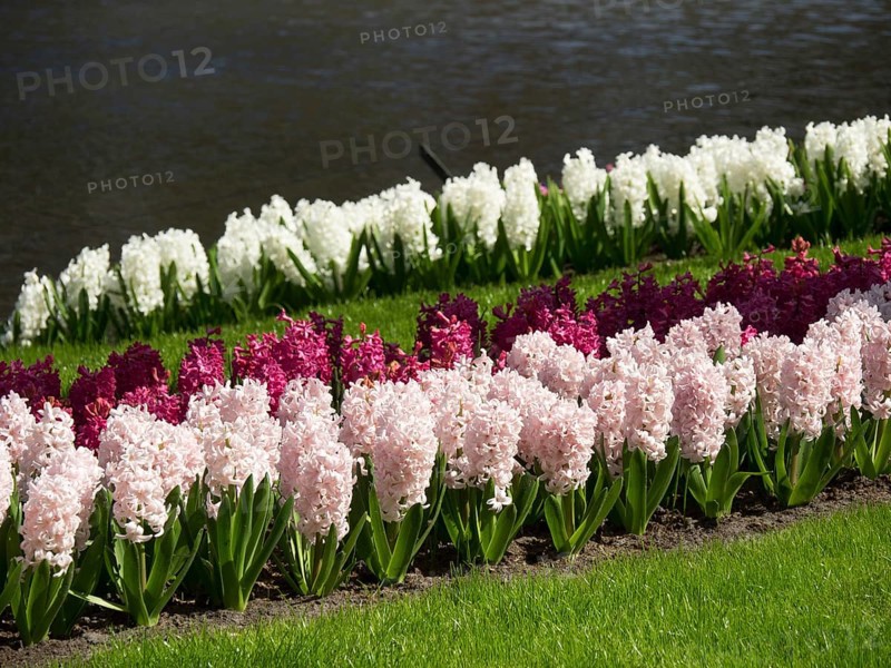 White and purple hyacinth flower-bed in an orderly flower bed along a river in spring, many colourful, blooming tulips in a garden in the Netherlands at the springtime zeti, Amsterdam, Netherlands