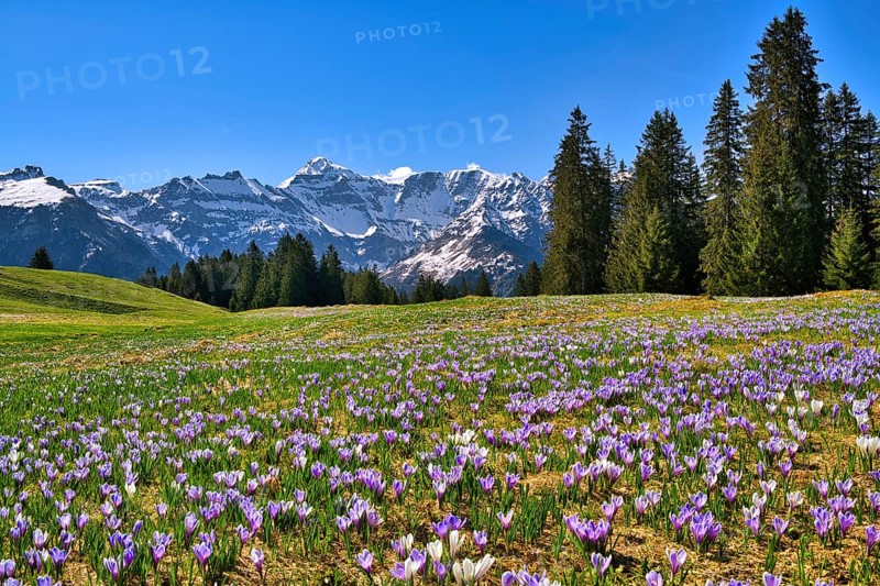 Crocuses in bloom, Braunwald, snow-covered Glarus Alps behind, Canton Glarus, Switzerland, Europe