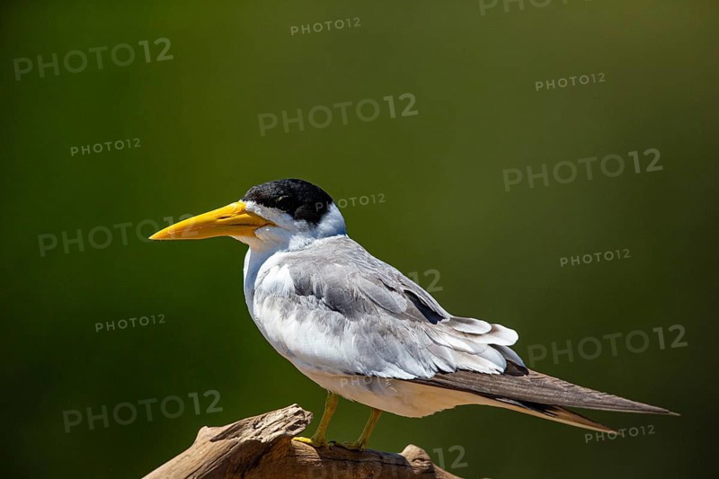 Large-billed Tern (Phaetusa simplex) Pantanal Brazil