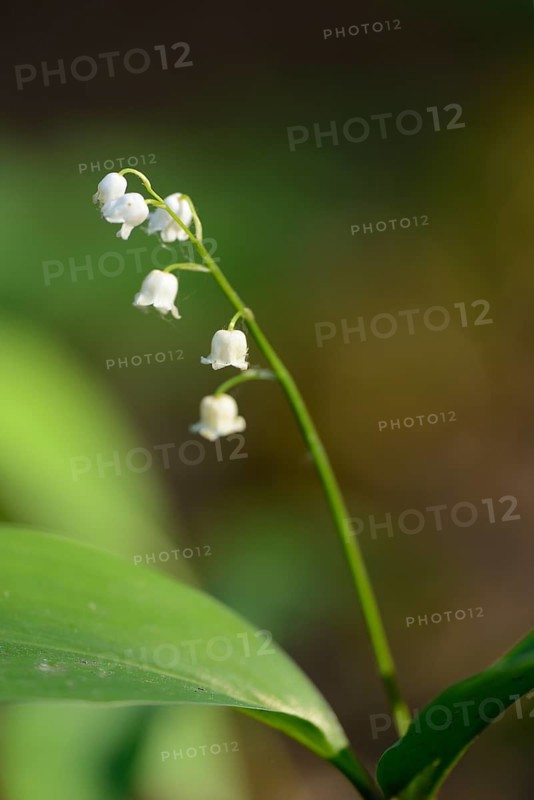 Close-up of the Lily of the Valley (Convallaria majalis)
