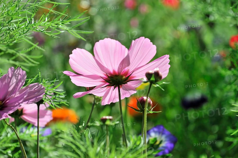 Mexican aster (Cosmea bipinnata), Schwaebisch Gmuend, Baden-Wuerttemberg, Germany, Europe, A pink flower with blossoms, surrounded by green nature and a colourful summer garden, flower meadow, Stuttgart, Europe
