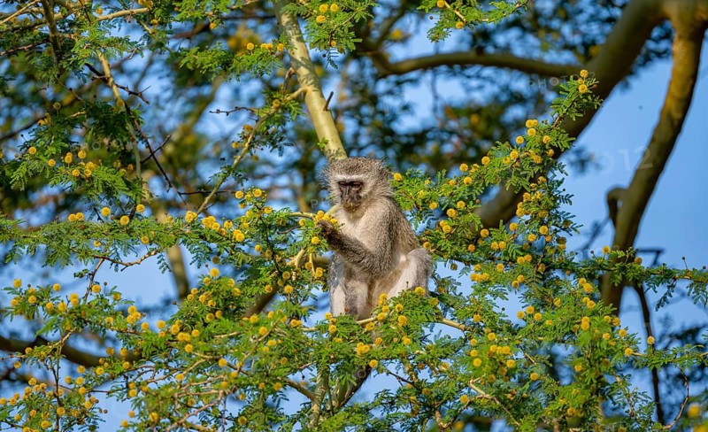 Southern vervet monkey (Chlorocebus pygerythrus) sitting in a flowering tree, eating yellow flowers of an acacia tree, Kruger National Park, South Africa, Africa