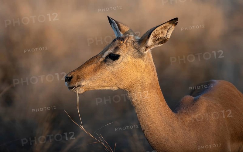Impala (Aepyceros melampus) in the evening light, female, animal portrait, Black Heeler Antelopes, Kruger National Park, South Africa, Africa