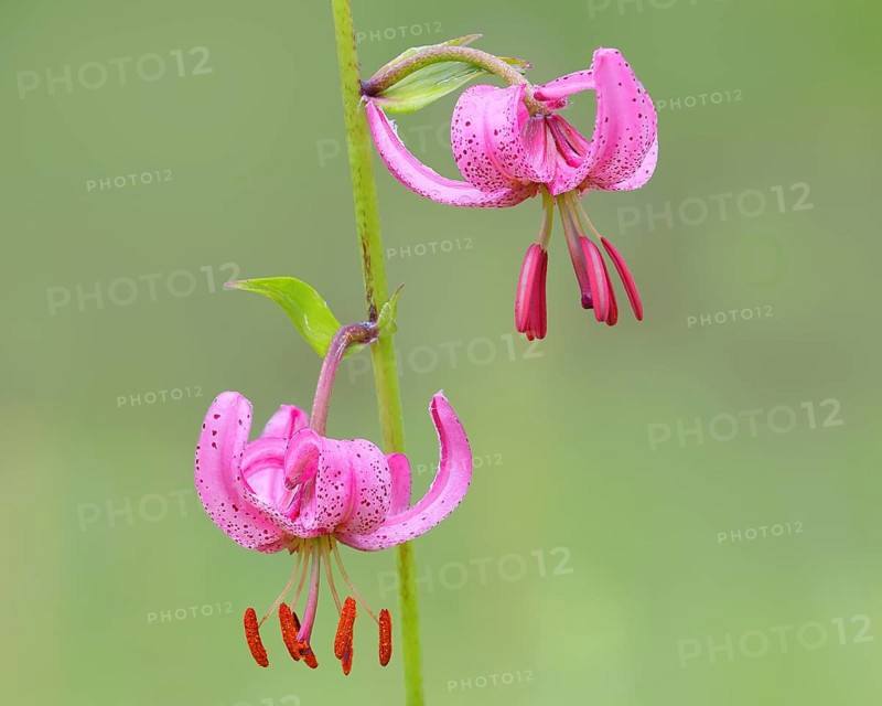 Martagon lily (Lilium martagon) in a forest in spring, lily family, 2 flowers, macro, nature photography, medicinal plant, nature reserve Mackenberg, North Rhine-Westphalia, Germany, Europe