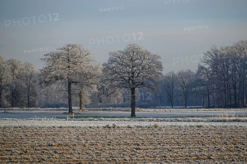 Winter landscape with frozen trees on a field under a clear sky, Frosty winter time in the early morning on fields and meadows in Muensterland, velen, Germany, Europe
