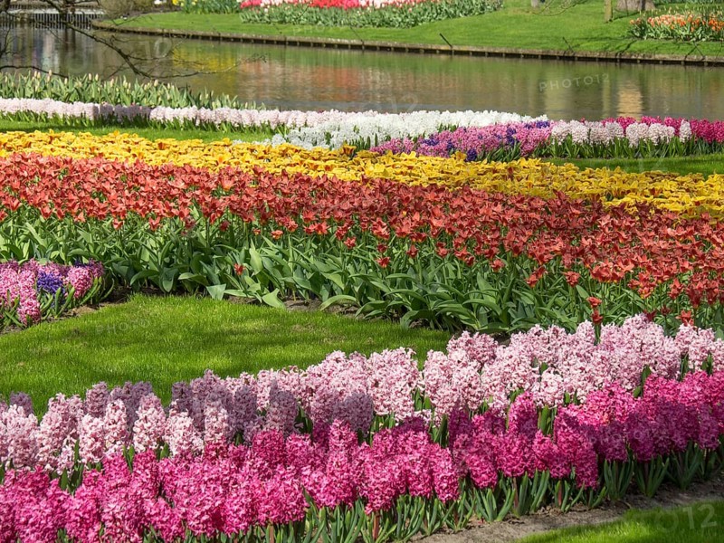 A flower bed with a variety of hyacinths and tulips in different colours along a river in spring, many colourful, blooming tulips in a garden in the Netherlands at the spring zeti, Amsterdam, Netherlands