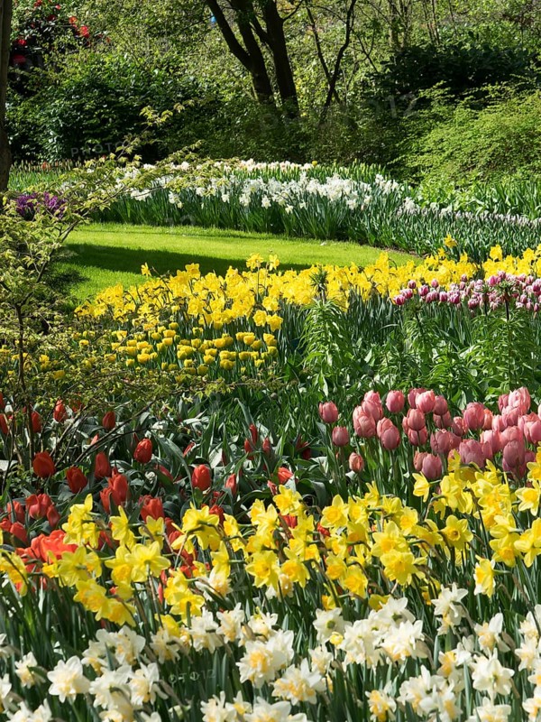 A mixed flower bed with red, yellow and white Poet's Daffodils and pink tulips. Lively spring scene in the garden, many colourful, blooming tulips in a garden in the Netherlands for the Springtime Zeti, Amsterdam, Netherlands