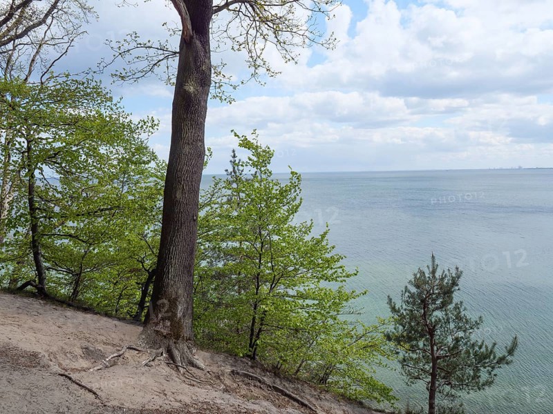 A tree stands at the edge of a rocky path with a view of the calm sea and sky, spring on the Polish Baltic coast with green trees and clear water, Gdansk, Poland, Europe