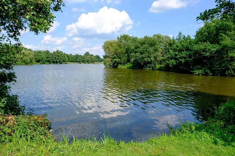 A natural lake with an overgrown shore and surrounded by green vegetation under a blue sky, small lake with hiking trails and trees in Muensterland, Borken, Germany, Europe