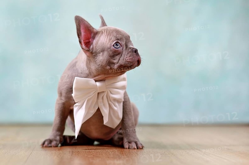 Cute lilac French Bulldog puppy with ribbon in front of studio background