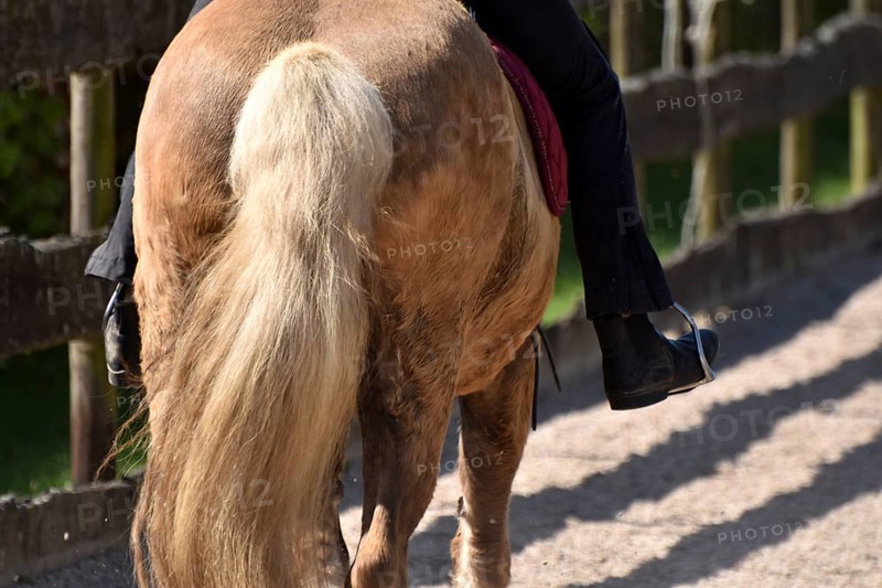 Close-up of rider's leg and stirrup during training of an Icelandic horse equipped with saddle, bit and bridle