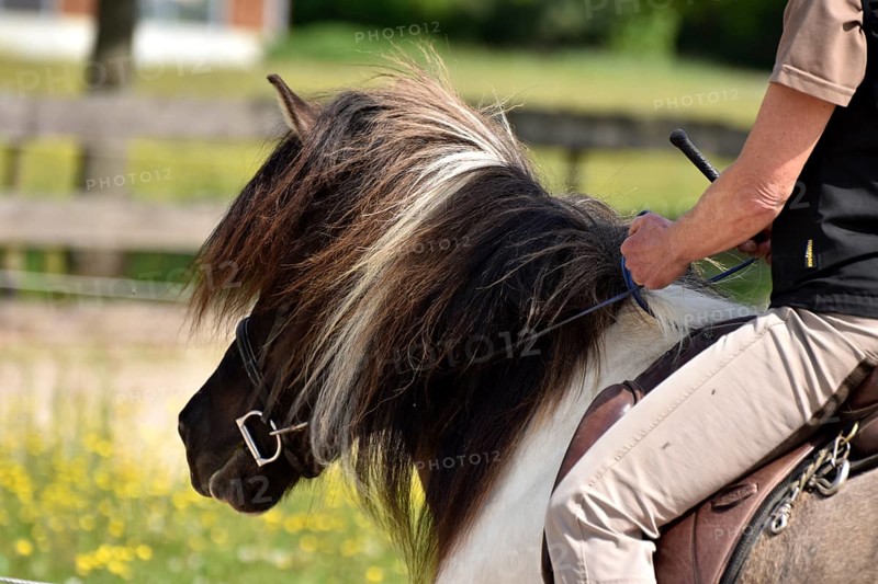 Close-up of a ridden Icelandic horse with equipment and typical long hair
