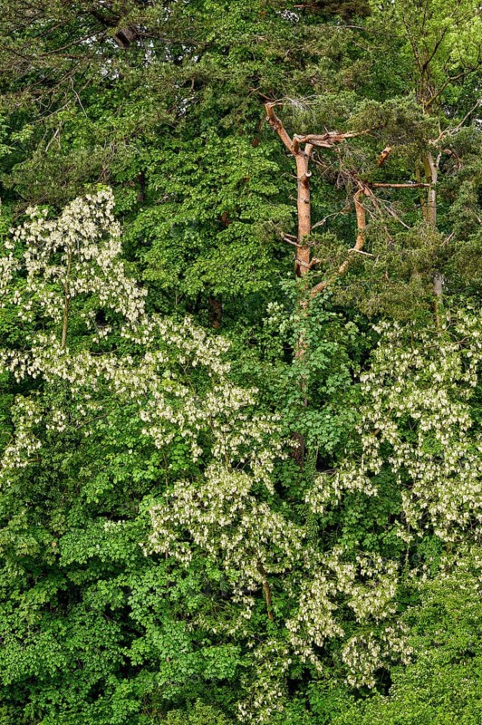 Mixed forest, common robinia flowering, Allgaeu, Bavaria, Germany, Europe