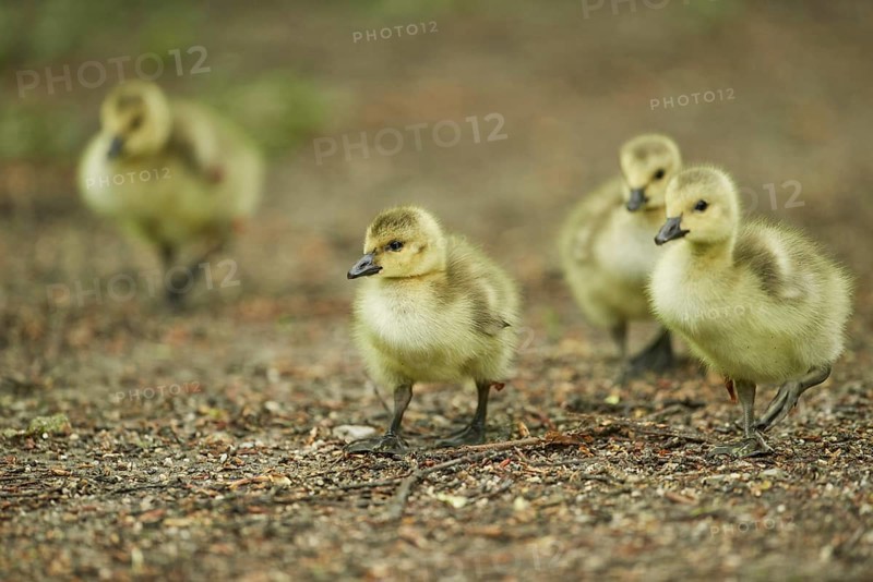 Close-up of a Canada goose (Branta canadensis) chicks in spring