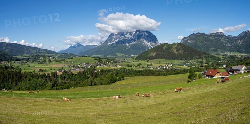 Cows grazing in a meadow, Ennstal, Grimming in the background, panoramic view, near Aigen im Ennstal, Styria, Austria, Europe