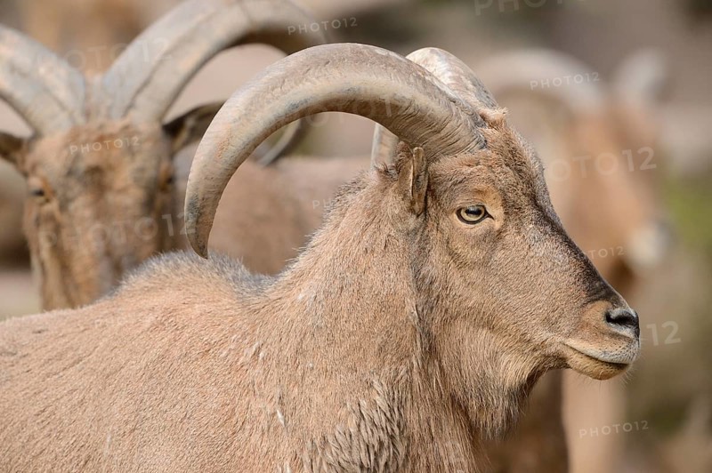 Close-up of a Barbary sheep (Ammotragus lervia) buck