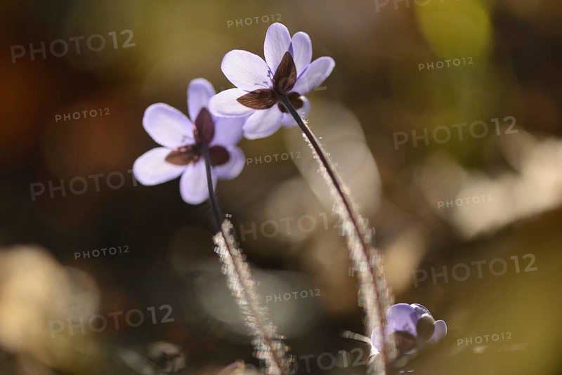Close-up of a Common Hepatica (Anemone hepatica) blossoms in a forest on a sunny evening in spring