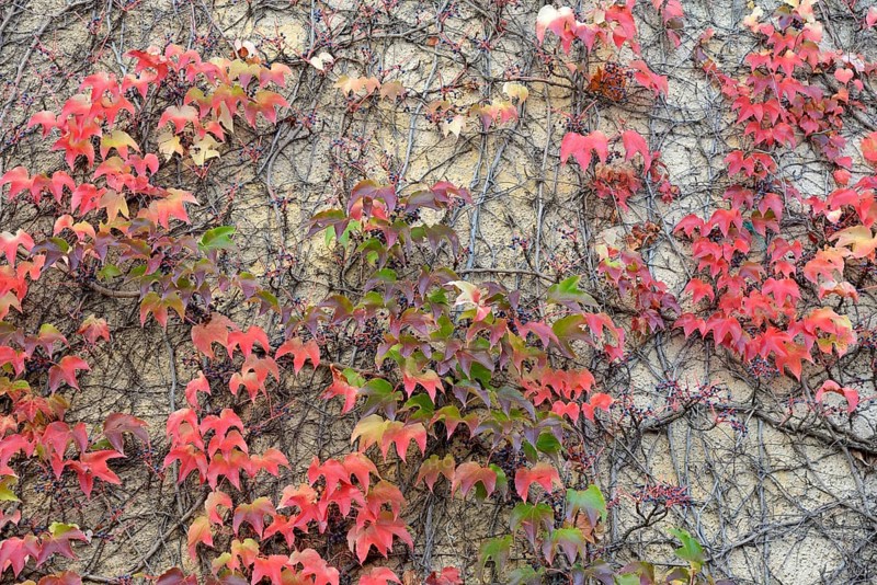 Wild Vine, Maiden Vine (Parthenocissus quinquefolia) with fruits and autumn leaves clinging to a house wall, Moselle, Rhineland-Palatinate, Germany, Europe