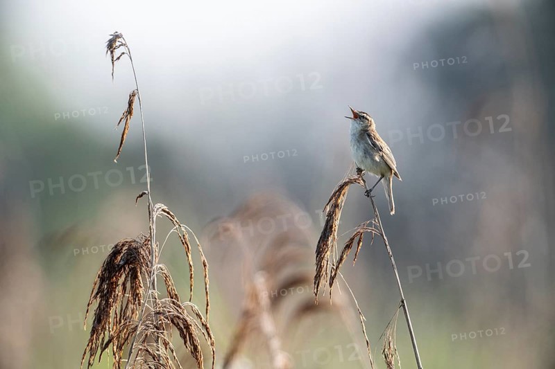Sedge warbler (Acrocephalus schoenobaenus), Lower Saxony, Germany, Europe