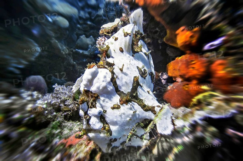 Giant frogfish (Antennarius commersoni), Wakatobi Dive Resort, Sulawesi, Indonesia, Asia