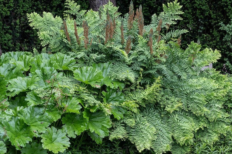 Royal fern (Osmunda regalis) and indian rhubarb (Darmera peltata), Emsland, Lower Saxony, Germany, Europe
