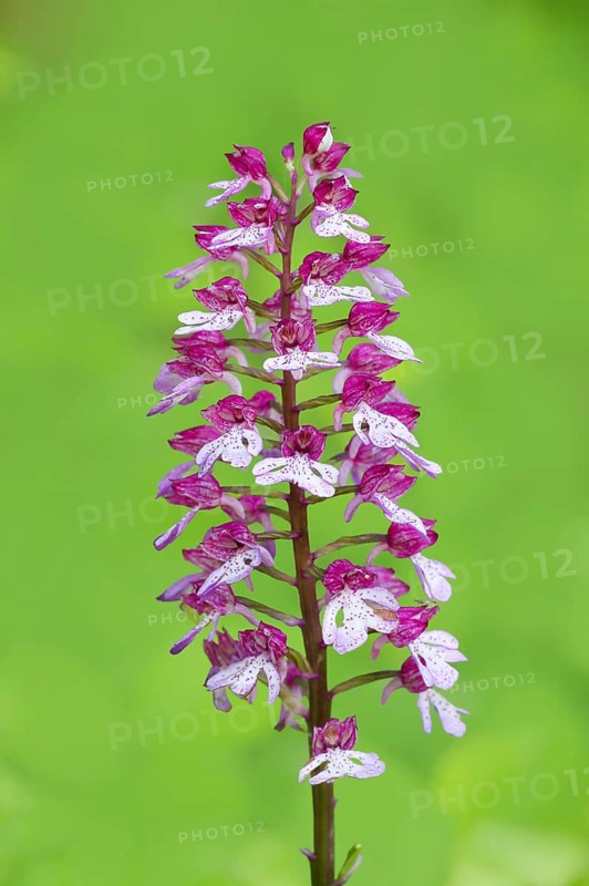 Northern marsh-orchid (Orchis purpurea), inflorescence, flowering, macro, nature photography, Mackenberg nature reserve, North Rhine-Westphalia, Germany, Europe