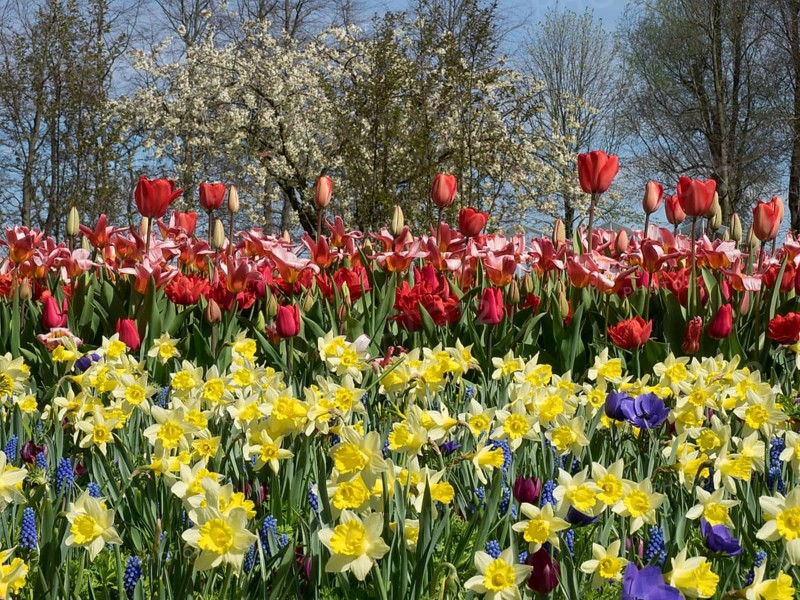 Multicoloured blooms of tulips and daffodils in a large field of flowers under a blue sky, many colourful, blooming tulips in a garden in the Netherlands during the Springtime Zeti, Amsterdam, Netherlands