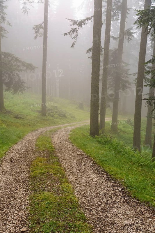 A misty forest path winds its way through tall trees and green vegetation, hiking trail in the mountains between green trees, Gosau, Austria, Europe
