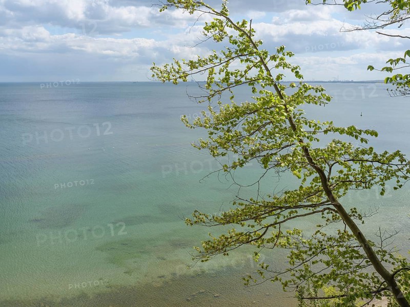 Another tree with green leaves stands out against the calm sea with a clear view and slightly cloudy sky, Green trees on a Baltic Sea beach with clear water, Sopot, poland