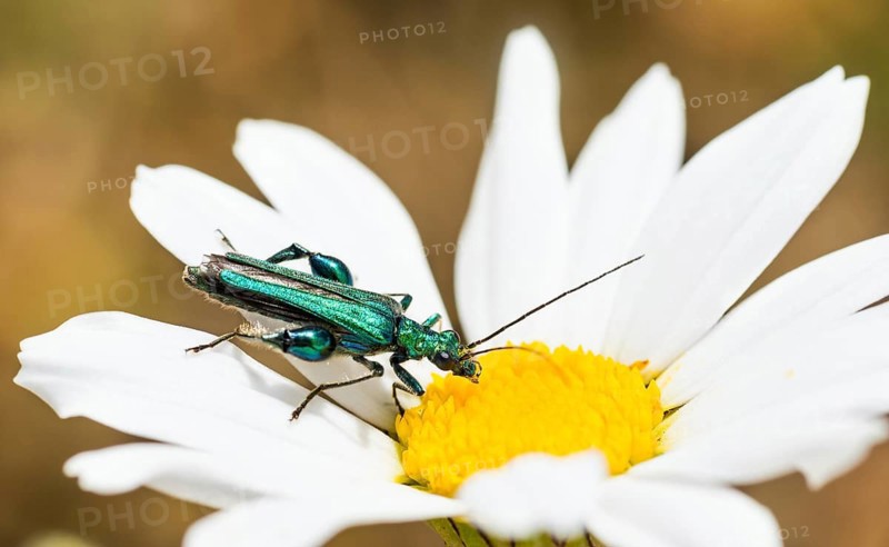 Thick-legged flower beetle (Oedemera nobilis), male, close-up, shiny metallic green beetle on a white flower of a meadow daisy (ox-eye daisy (Leucanthemum vulgare) (synonym: Chrysanthemum leucanthemum), also known as early daisy, with yellow flower basket, sunny day in summer, Lueneburg Heath, Lower Saxony, Germany, Europe