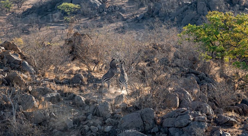 Hartmann's mountain zebras (Equus zebra hartmannae) between rocks, fighting, from above, Hobatere Concession, Namibia, Africa
